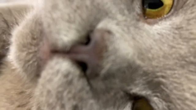 попугай Ара и кот смотреть онлайн