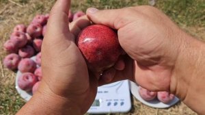 Плуот Дапл Данді