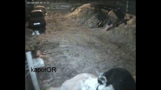Собака спалила камеру. смотреть онлайн
