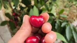 Черешня Тамара. Cherry Tamara. Середньо-пізній, крупний і сма