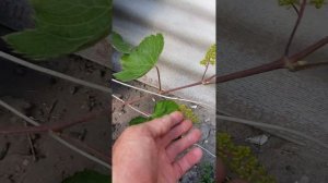 Сомерсет сидлис - неукрывной бессемянный виноград