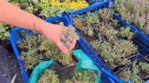 Тимьян лимоннопахнущий. Обрезка цветения