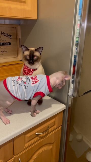 Коты смогли открыть холодильник#shorts#cat смотреть онлайн