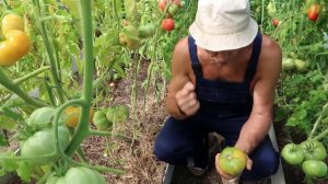 Обзор томатов сорта Сливочное масло и Бычье сердце и Т