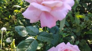 БЕСПОДОБНАЯ КРАСАВИЦА, РОЗА🌹 ЭМЕЙЗИНГ ГРЕЙС, второе ?