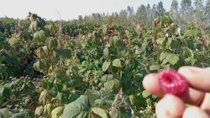 Обзор сорта ремонтантный малины "Херитейдж"