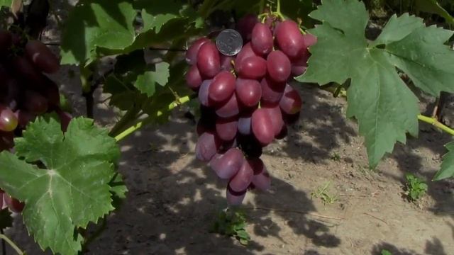 @Виноград Меркурій Надранній, смачний і великий смотреть онлайн