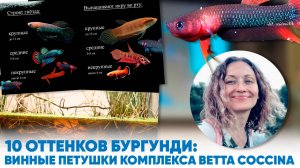 Лекция "10 оттенков бургунди: винные петушки комплекса Betta coccina". Ольга Гоморева.