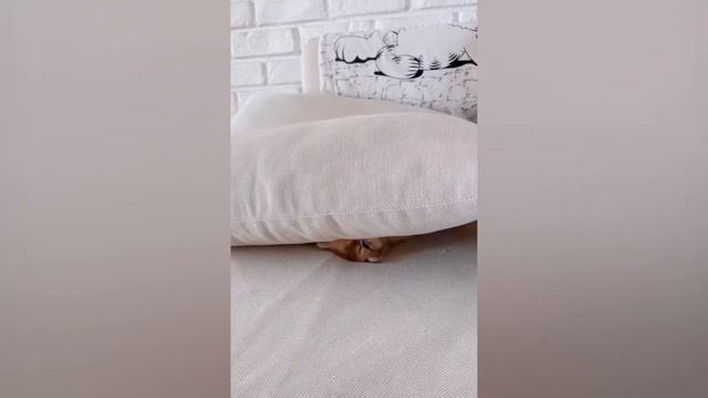 ПРИКОЛЫ С ЖИВОТНЫМИ ДО СЛЕЗ / Смешные КОТЫ 2022 / Приколы с КОТАМИ / Funny ANIMALS video смотреть онлайн