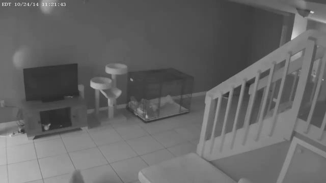 Самые прикольные видео преколы смотреть онлайн