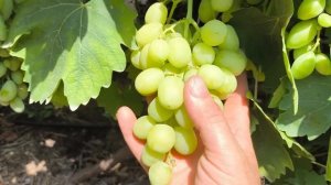 ФИШКА и БЕРДЯНЕЦ виноград - новинки селекции Калугина