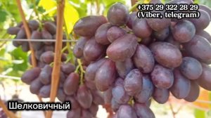 Басанти, Шелковичный, Минор. Виноград  на 2 сентября 2024.