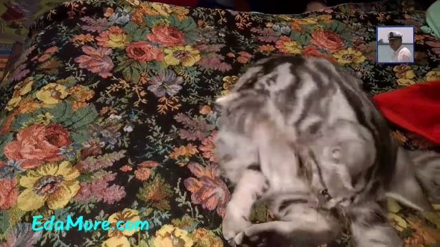 Смешные коты. Артур - охотник видео от Petr de Cril'on &SonyKpK смотреть онлайн