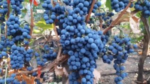 Ливадийский черный - высокоустойчивый технический со?