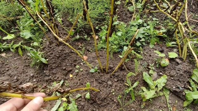 Почему раньше времени пожелтела ботва у картошки, что