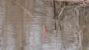 Рыбалка на летнюю удочку.  Ловля карася на поплавок в конце января.  My fishing