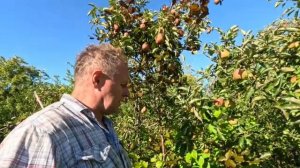 Прекрасная груша Ред Вильямс.