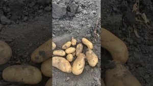 Картофель «Барс» или Белый лапоть»