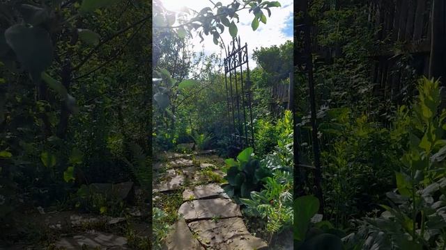 # Любка, Лихнис, Сныть вариегатная.