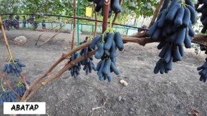 Виноград Лидчины. Очень крупный, черный кишмиш.