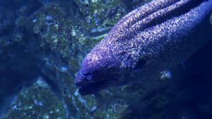 Чтение Корана 4к Видео 
Сура Ар-Рахман