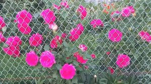 Роза Маритим цветет роскошно и долго