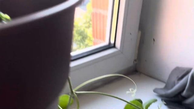 Сколько плодов дыни оставлять? смотреть онлайн