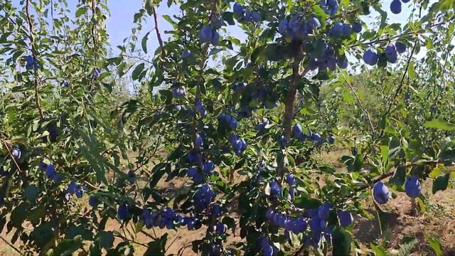 Сливовый сад сорта Стенлей