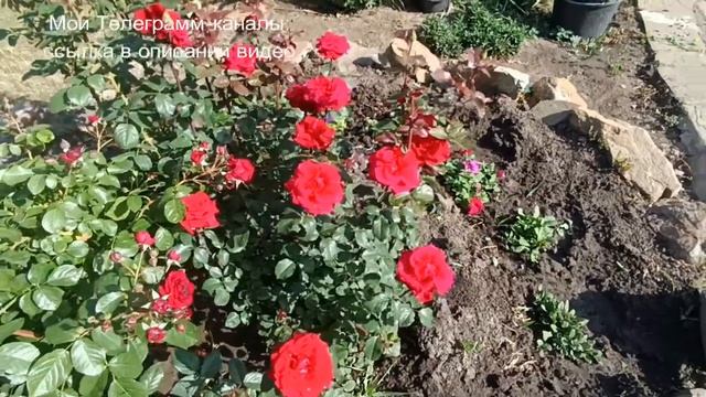 Роза Рэд Берлин смотреть онлайн