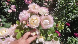 Цветут розы Зоммерзоне,Шанталь Мерье,Имка Марина,Сюри