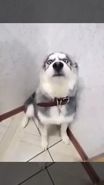 Эпик морда собаки!😂 смотреть онлайн