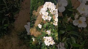 #38. Мускусная роза Салли Холмс и подготовка ее к зиме.