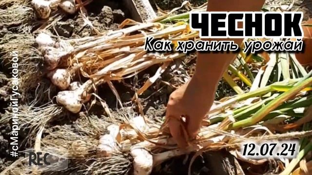 Копаю ЧЕСНОК 12 июля на Петра и Павла!  Главное Как сохр смотреть онлайн