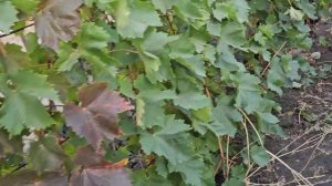 Сбор винограда Маршал фош, Паланга, Вэлиант 28 сентября