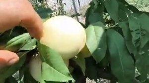 Персик Айс Піч. Peach Ice Peach. Чудовий сорт! Детальний опис.