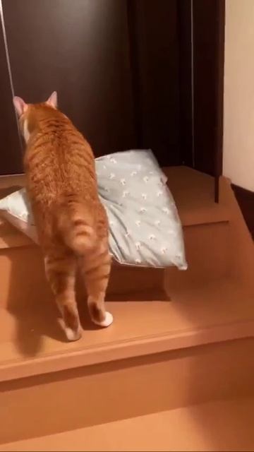 Когда обиделась на всех и решила спать отдельно! смотреть онлайн