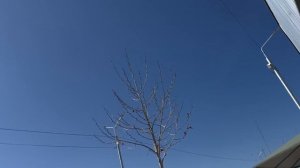 Самый большой авторынок Грузии – что можно купить в Р?