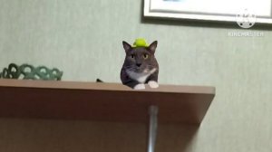 Котинет И Звери - Быстрый час | (40)  (Познавательные Обра