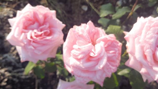 Pink O’Hara (Пінк Охара)