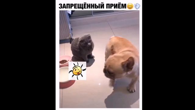 НОВЫЕ ВИДЕО ПРИКОЛЫ 2019, приколы до слез, смешные приколы, новые видео, новые приколы, лучшее виде смотреть онлайн