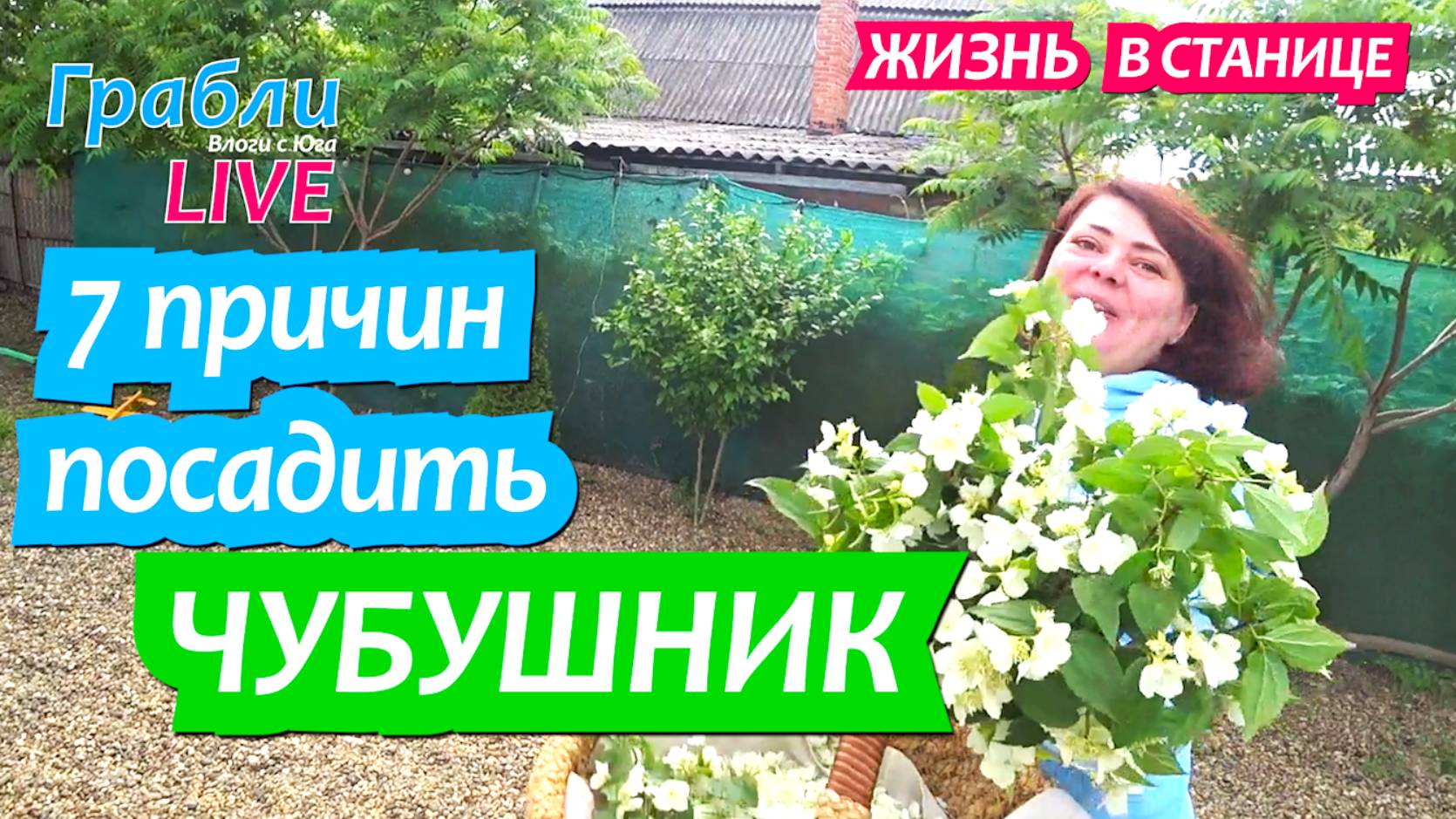 910 серия. Семь причин посадить в саду чубушник. 19 мая Грабли live / Жизнь в станице Динская. смотреть онлайн