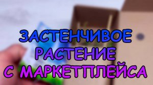 Застенчивое растение с маркетплейса