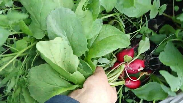 03.05.25 Редис готов (Посев от 13.03.25(50 дней) смотреть онлайн