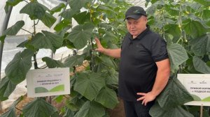 Огурец Мадейра F1. ООО Агрофирма СемАгро.