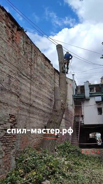 Спил ствола у огромного Тополя арбористом в Саратове # смотреть онлайн