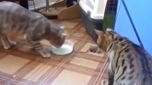 Дружба котов короткий прикол