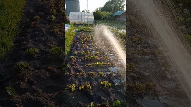 Мой огородик пострадал от заморозка.🥲 смотреть онлайн