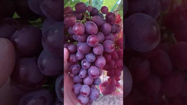 Виноград Памяти учителя тел8771-614-62-73 ватцап смотреть онлайн