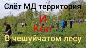 слёт МД территория,и коп в чешуйчатом лесу,редкая  уделка