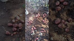 Картофель Аляска